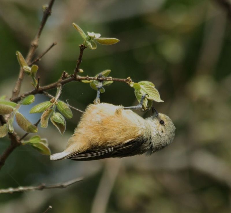 African Penduline-Tit (Anthoscopus caroli) photo