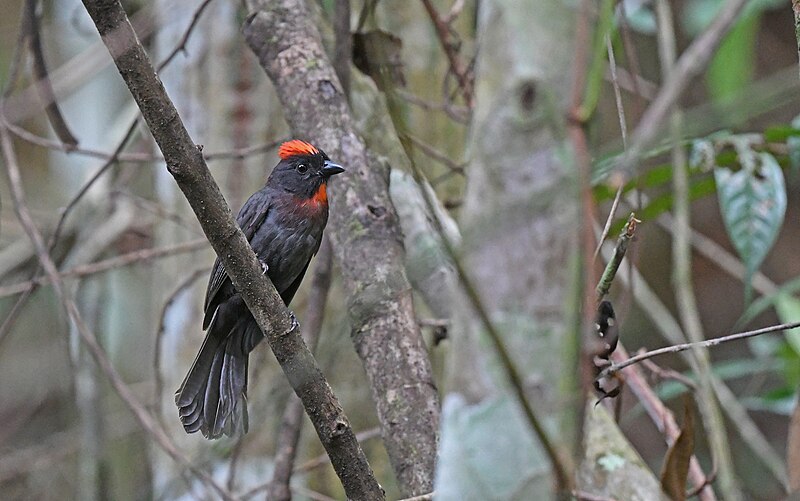 Sooty Ant-Tanager (Driophlox gutturalis) photo