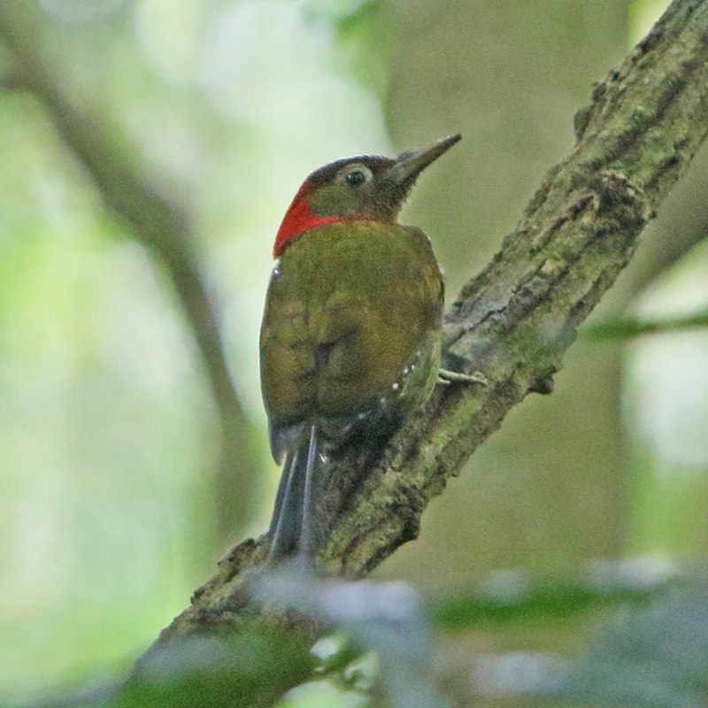 Red-collared Woodpecker (Picus rabieri) photo