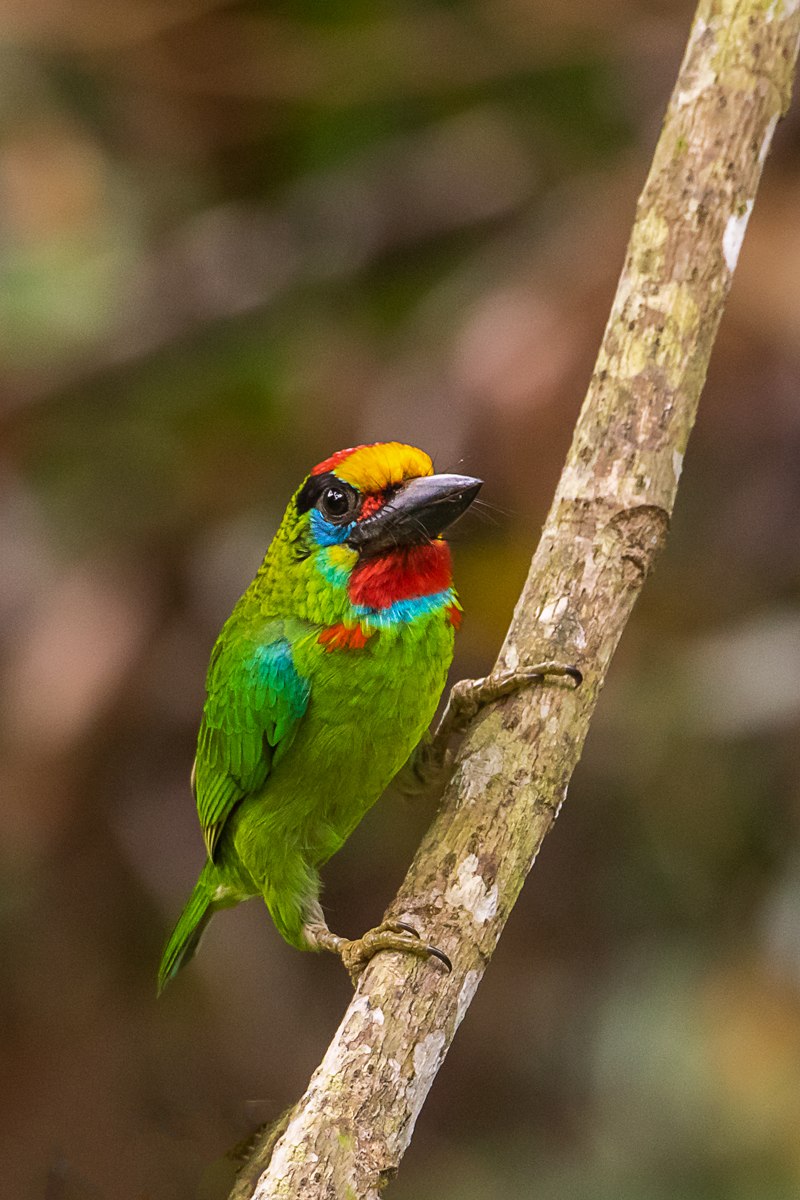 Red-throated Barbet (Psilopogon mystacophanos) photo