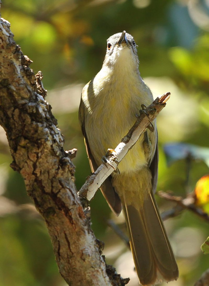 Yellow-streaked Greenbul (Phyllastrephus flavostriatus) photo