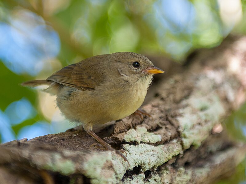 Green Warbler-Finch (Certhidea olivacea) photo