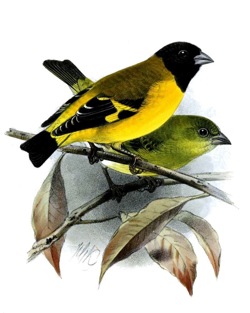 Saffron Siskin (Spinus siemiradzkii) photo