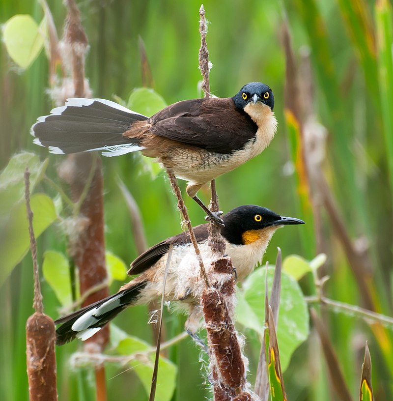 Black-capped Donacobius (Donacobius atricapilla) photo