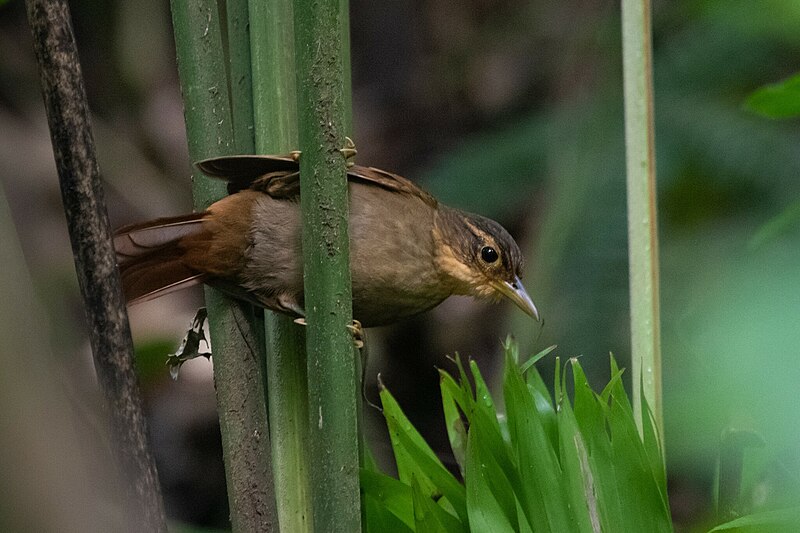 Fawn-throated Foliage-gleaner (Automolus cervinigularis) photo