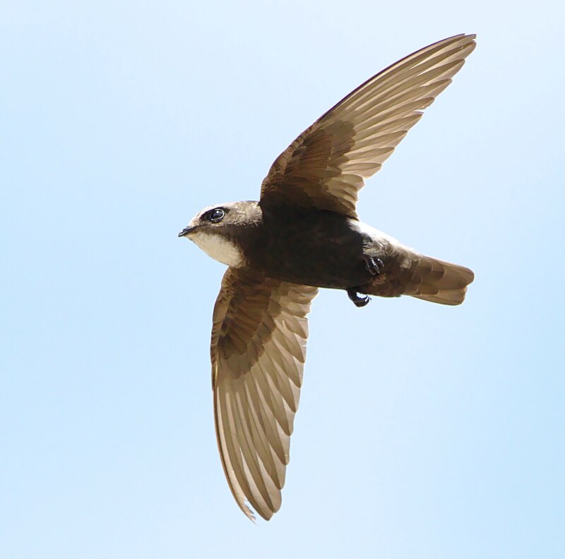 Little Swift (Apus affinis) photo