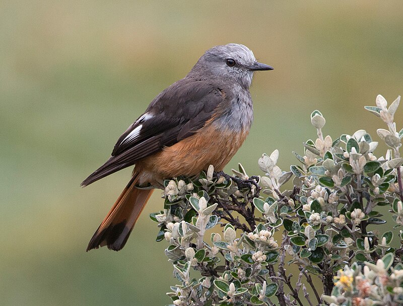 Red-rumped Bush-Tyrant (Cnemarchus erythropygius) photo