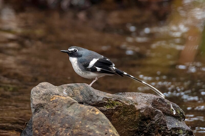 Slaty-backed Forktail (Enicurus schistaceus) photo