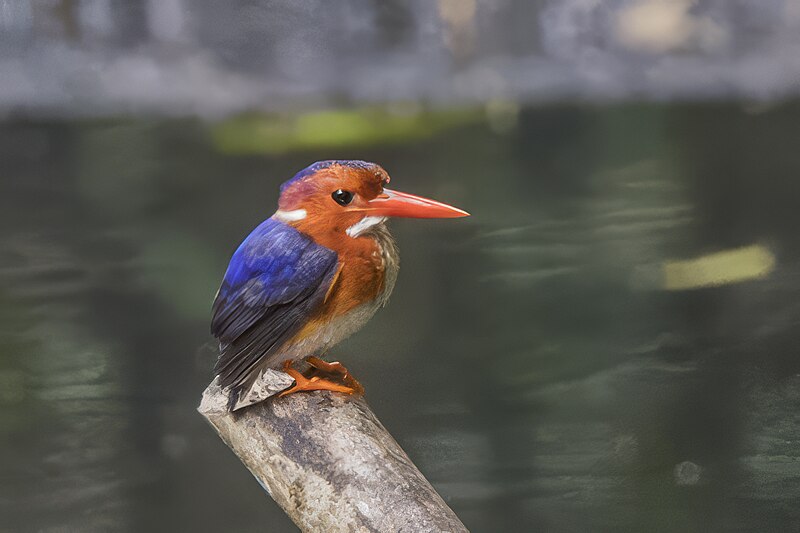 White-bellied Kingfisher (Corythornis leucogaster) photo
