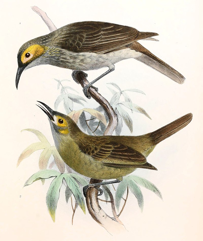 Kadavu Honeyeater (Meliphacator provocator) photo