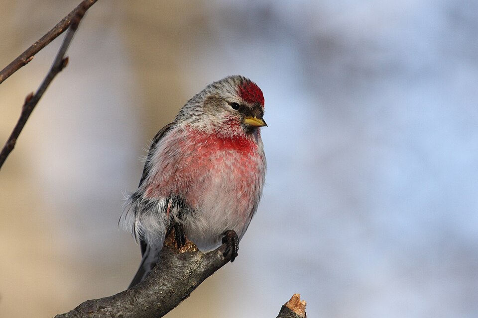 Common Redpoll (Acanthis flammea)