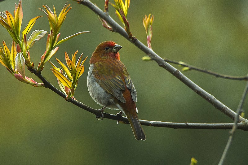 Crimson-browed Finch (Carpodacus subhimachalus) photo