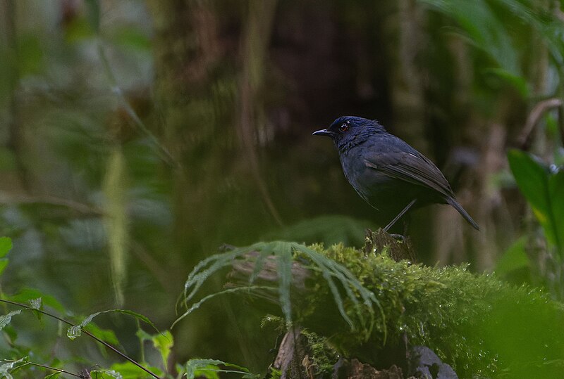 Great Shortwing (Heinrichia calligyna) photo