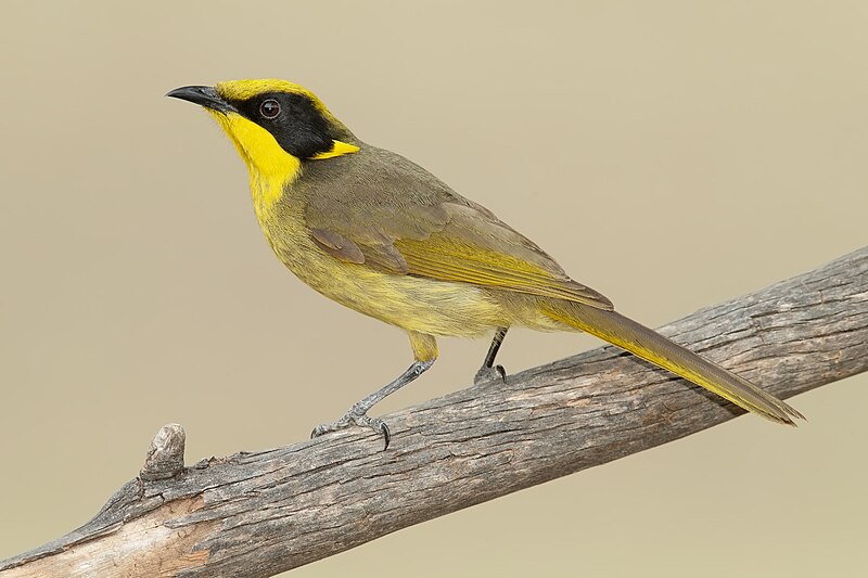 Yellow-tufted Honeyeater (Lichenostomus melanops) photo