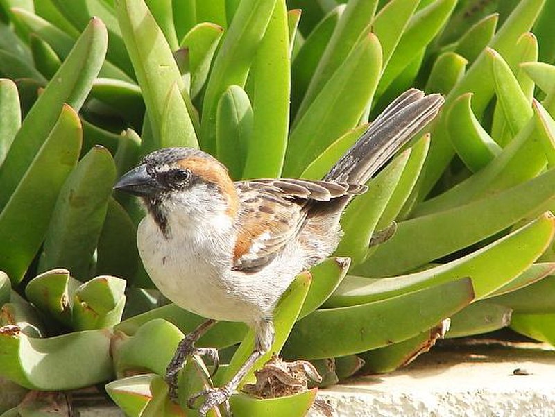 Cape Verde Sparrow (Passer iagoensis) photo