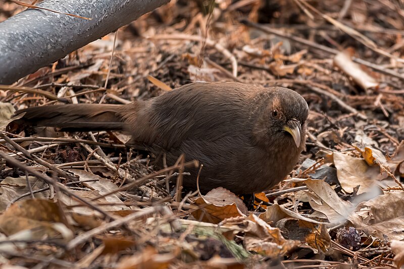 Pere David's Laughingthrush (Pterorhinus davidi) photo