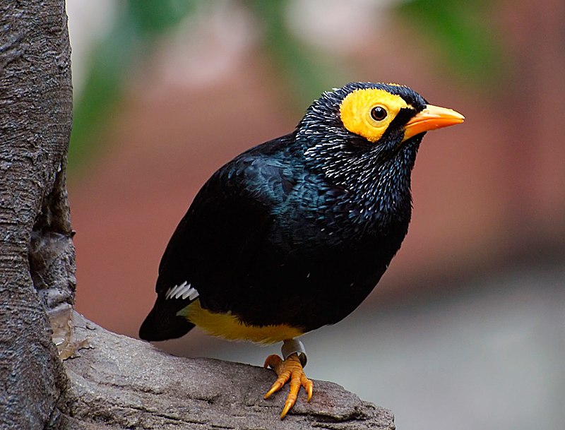 Yellow-faced Myna (Mino dumontii) photo