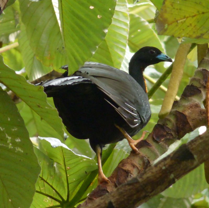 Wattled Guan (Aburria aburri) photo