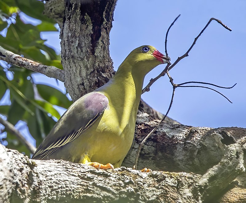 African Green-Pigeon (Treron calvus) photo