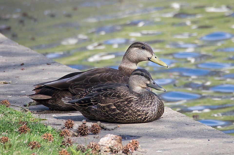 American Black Duck (Anas rubripes)