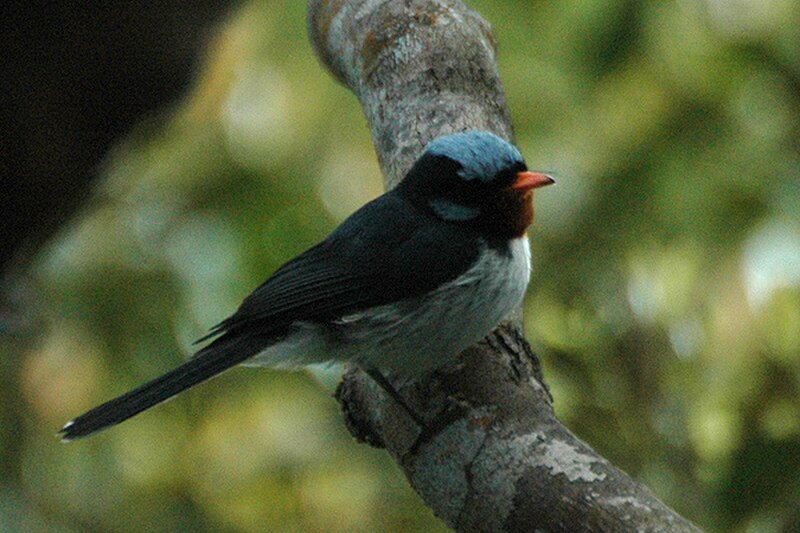 Azure-crested Flycatcher (Myiagra azureocapilla) photo
