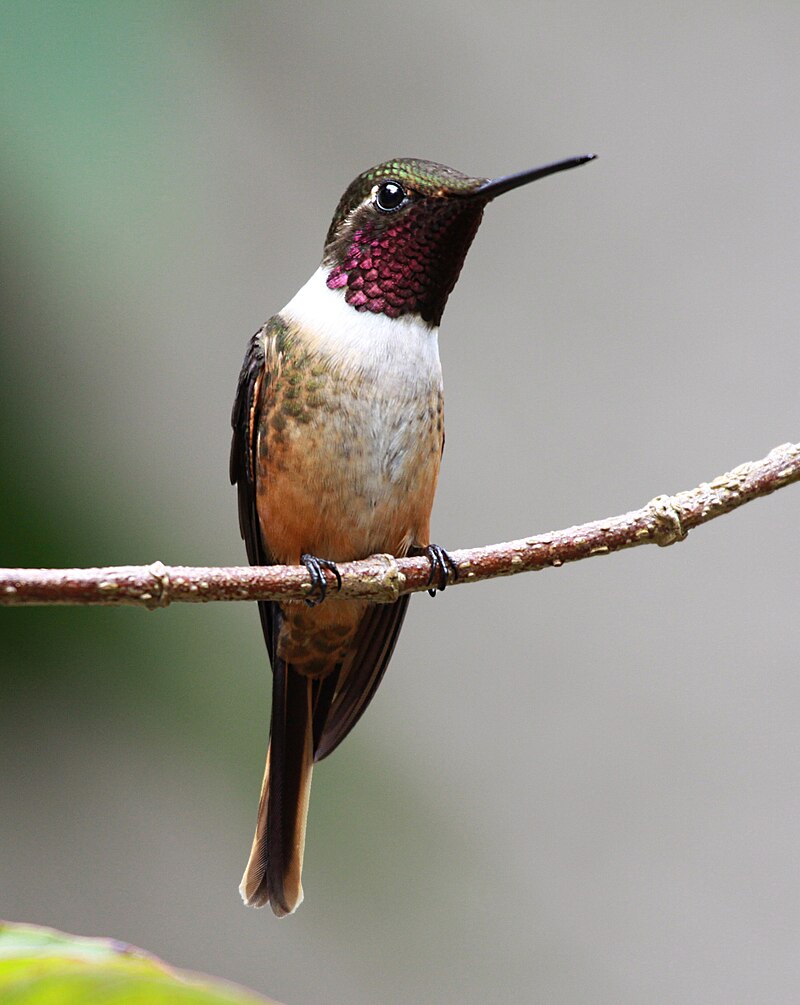 Magenta-throated Woodstar (Philodice bryantae) photo