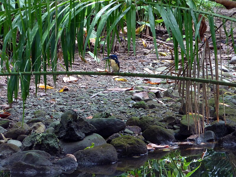Bismarck Kingfisher (Ceyx websteri) photo