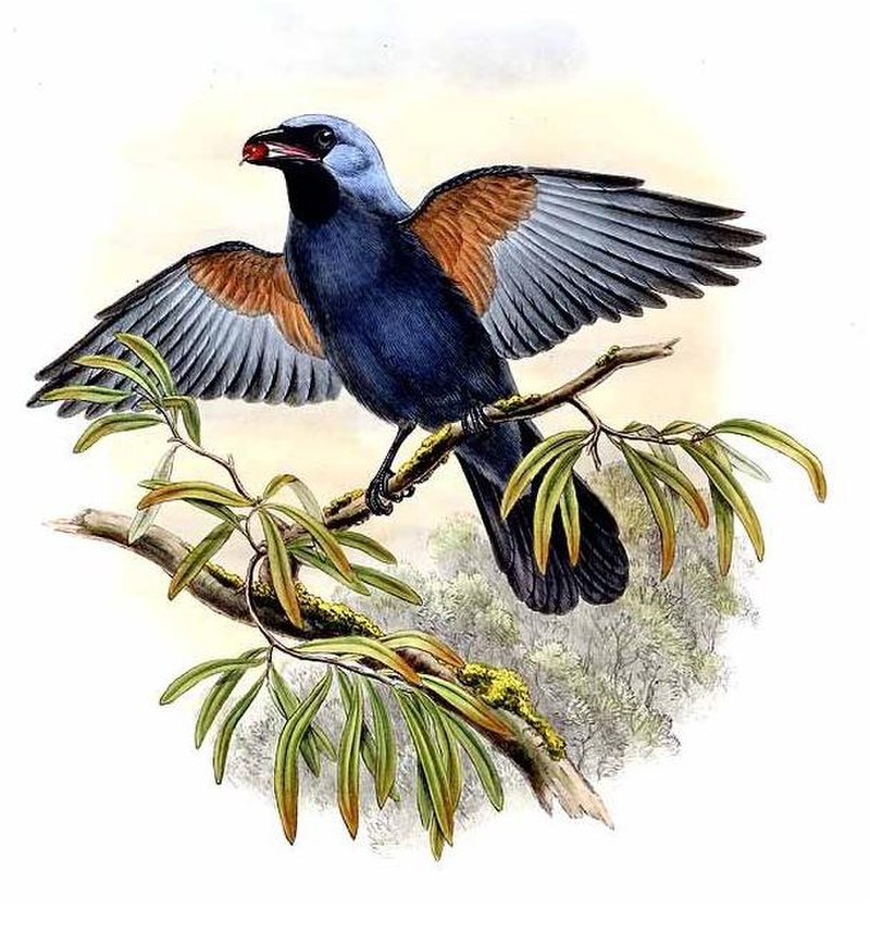 Stout-billed Cuckooshrike (Coracina caeruleogrisea) photo