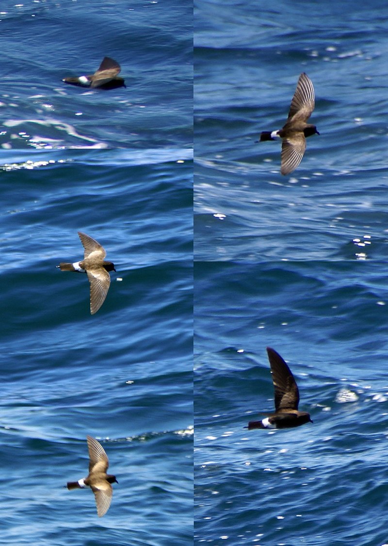 Elliot's Storm-Petrel (Oceanites gracilis) photo