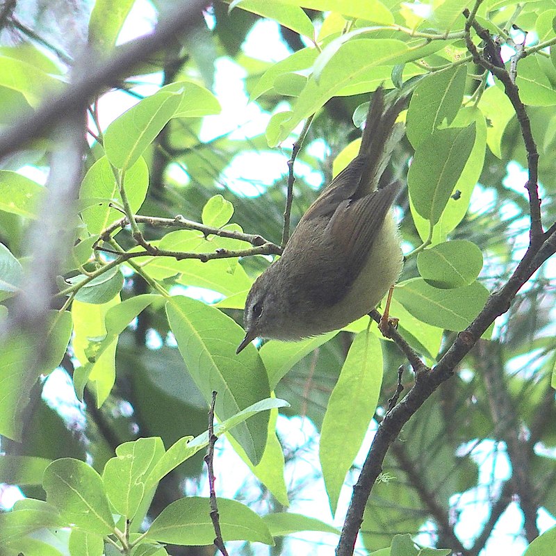 Yellowish-bellied Bush Warbler (Horornis acanthizoides) photo