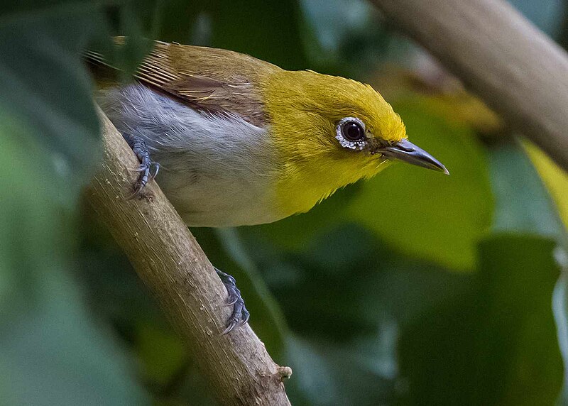 Lowland White-eye (Zosterops meyeni) photo