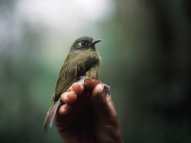 Streak-necked Flycatcher (Mionectes striaticollis) photo