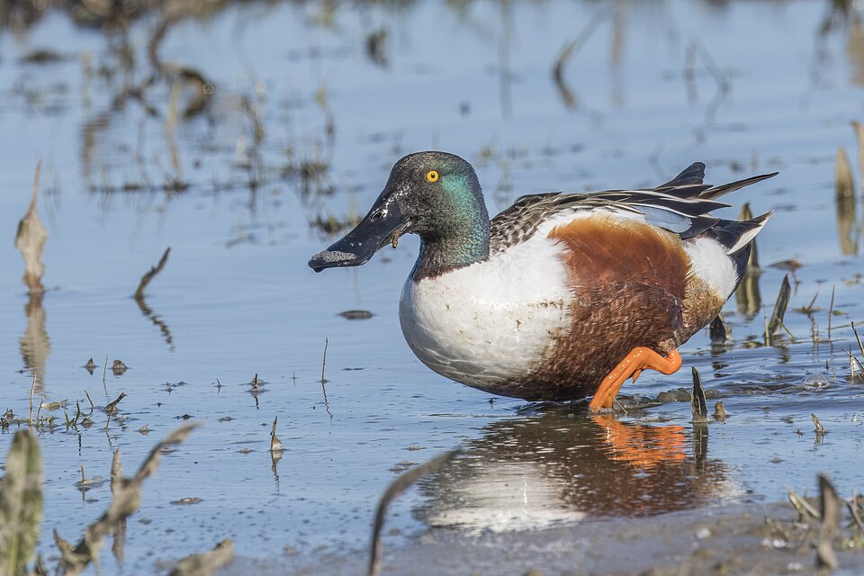 Northern Shoveler (Spatula clypeata)