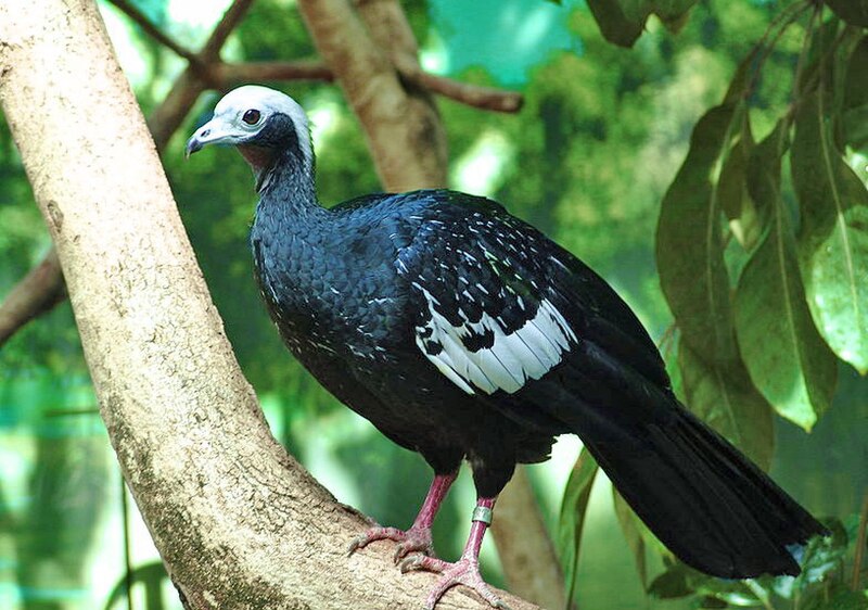 Blue-throated Piping-Guan (Pipile cumanensis) photo