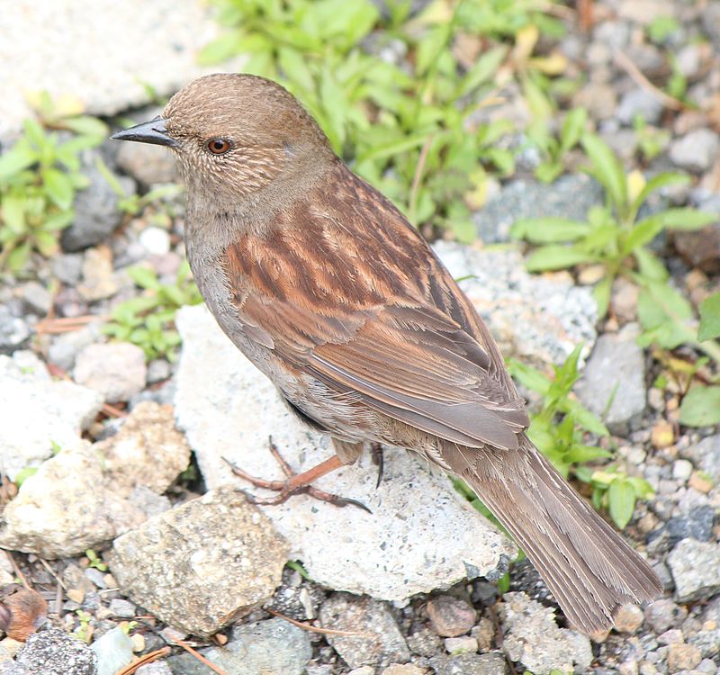 Japanese Accentor (Prunella rubida) photo