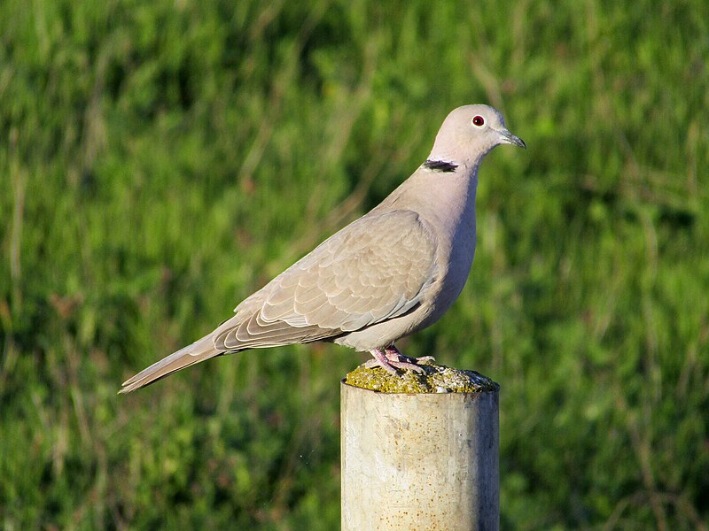 Eurasian Collared-Dove (Streptopelia decaocto) photo