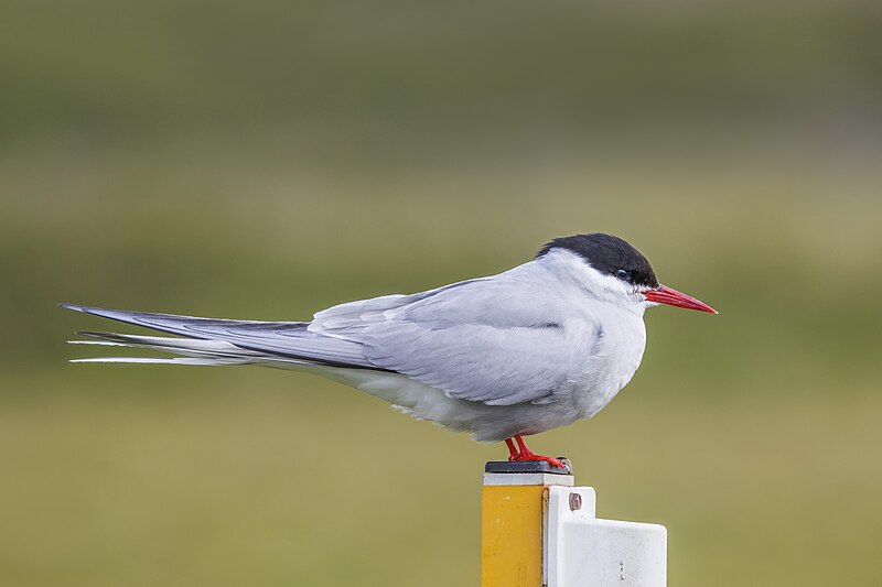 Arctic Tern (Sterna paradisaea) photo