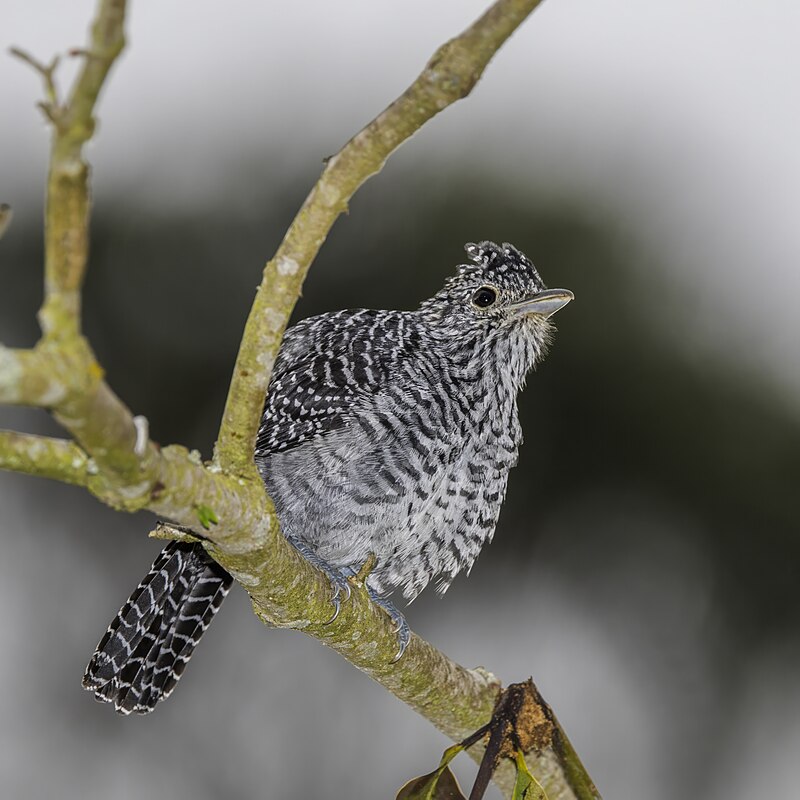 Bar-crested Antshrike (Thamnophilus multistriatus) photo