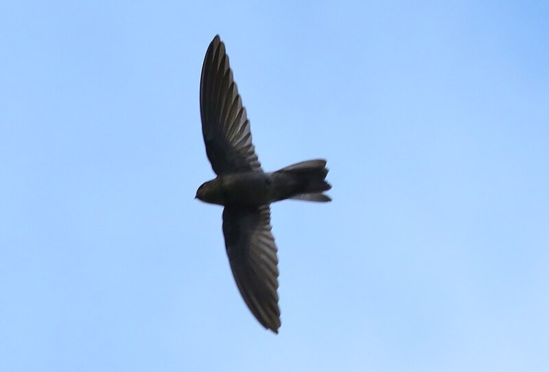 Caroline Islands Swiftlet (Aerodramus inquietus) photo