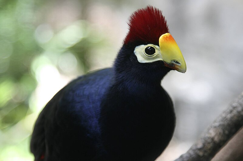 Ross's Turaco (Tauraco rossae) photo