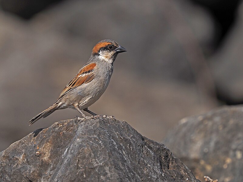 Socotra Sparrow (Passer insularis) photo
