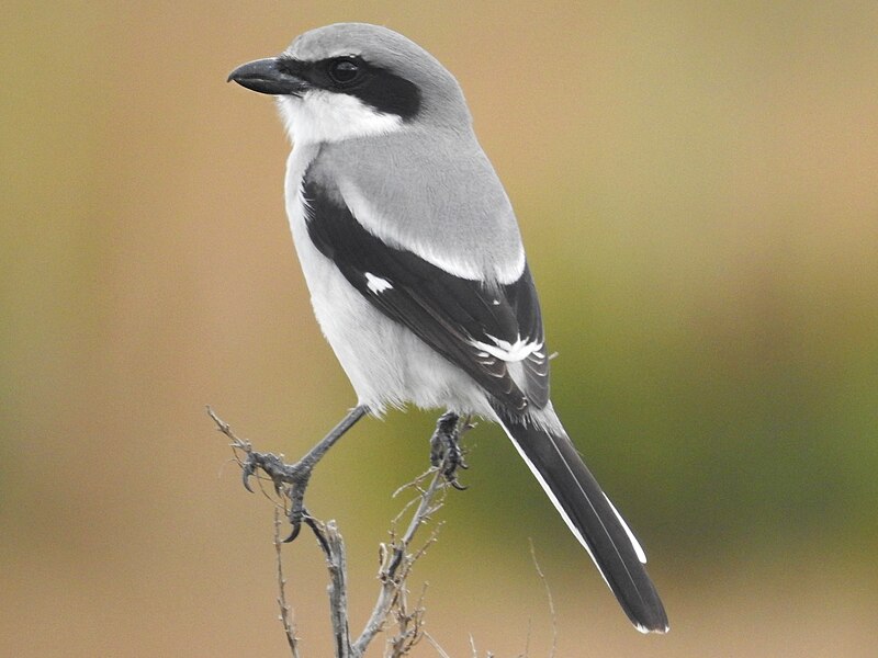 Loggerhead Shrike (Lanius ludovicianus) photo