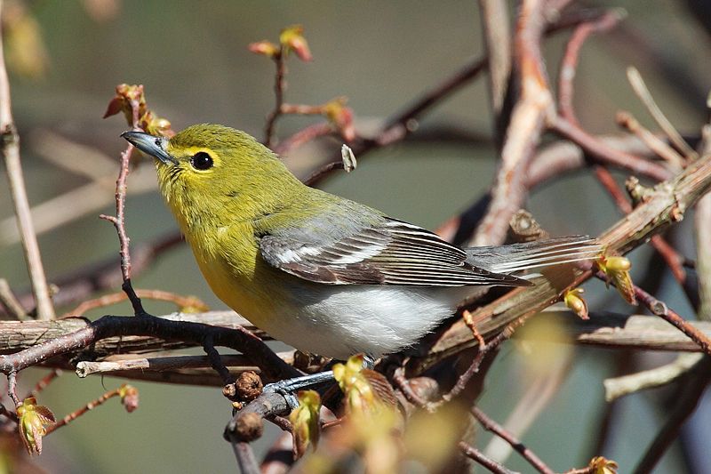 Yellow-throated Vireo (Vireo flavifrons) photo