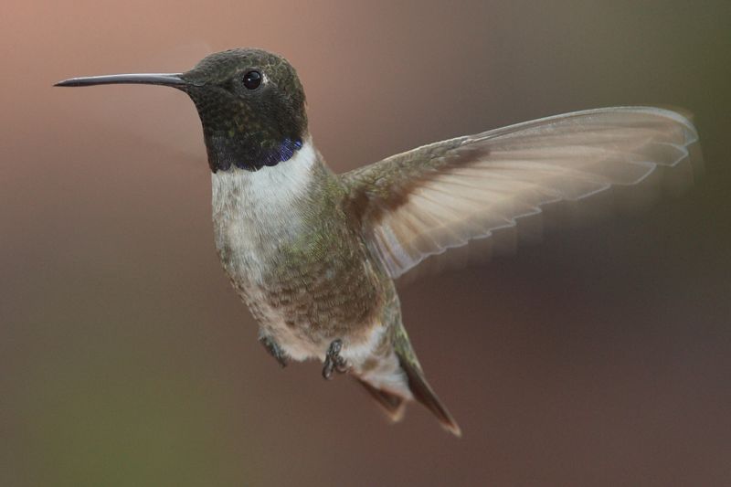 Black-chinned Hummingbird (Archilochus alexandri) photo