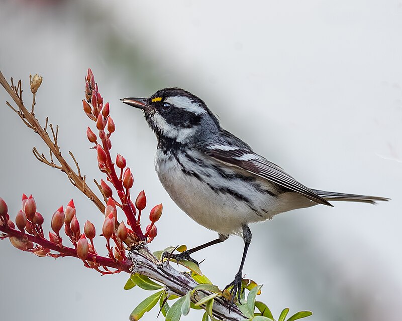 Black-throated Gray Warbler (Setophaga nigrescens) photo