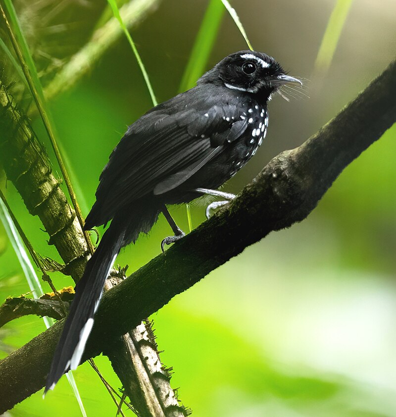 Black Thicket-Fantail (Rhipidura maculipectus) photo