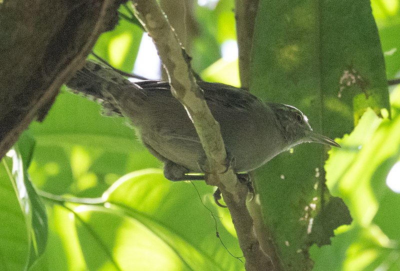 Gray Wren (Cantorchilus griseus) photo