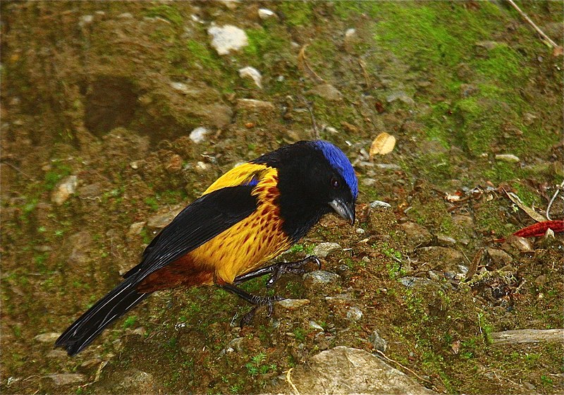 Golden-backed Mountain Tanager (Cnemathraupis aureodorsalis) photo