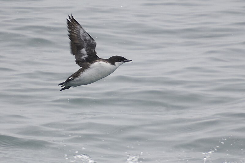 Craveri's Murrelet (Synthliboramphus craveri) photo
