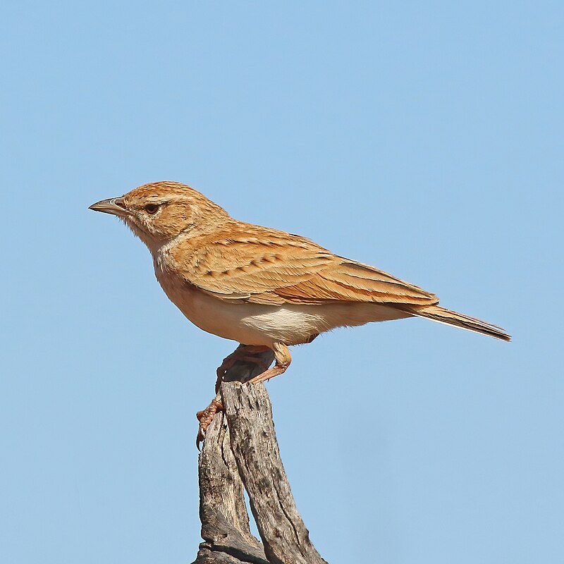 Fawn-colored Lark (Calendulauda africanoides) photo